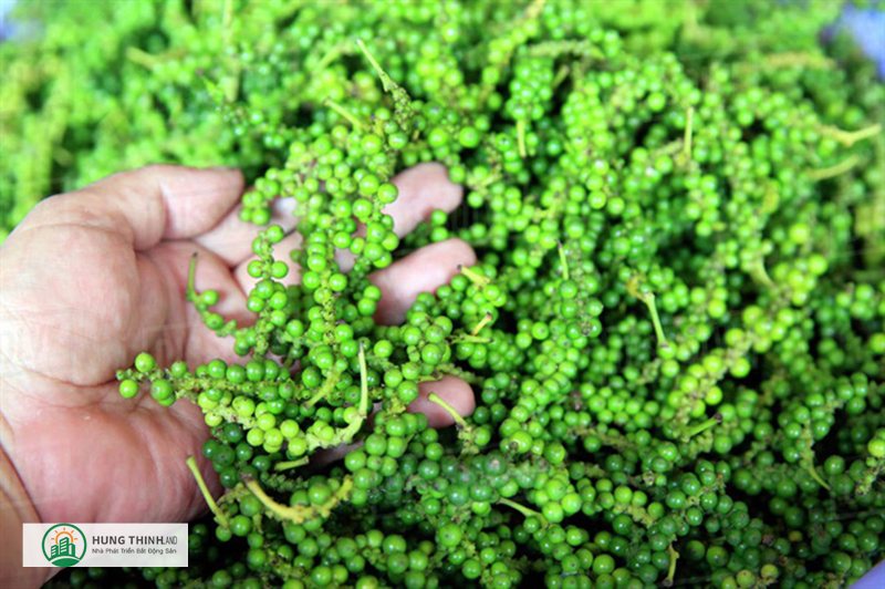 giá tiêu hôm nay - Nhu cầu và nguồn cung