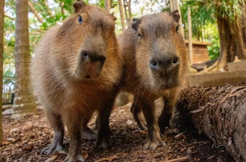 Capybara - Nhịp hoạt động theo nắng và mùa Capybara - Nhịp hoạt động theo nắng và mùa