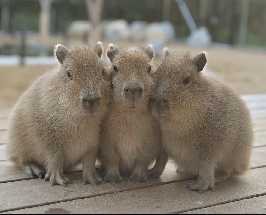 Capybara - Kích thước và đặc điểm ngoại hình