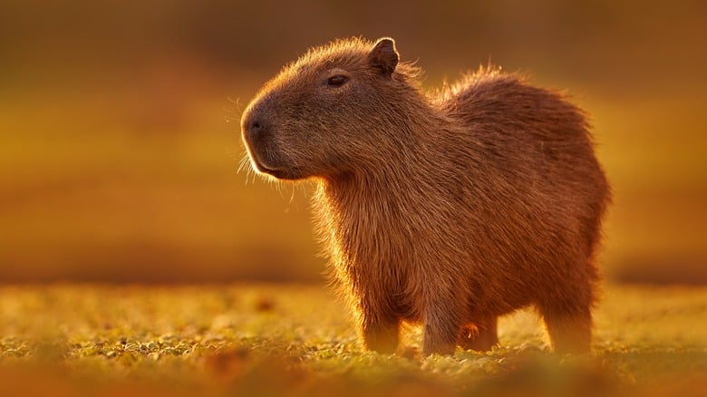 Capybara - Pháp lý và trách nhiệm đạo đức Capybara - Pháp lý và trách nhiệm đạo đức